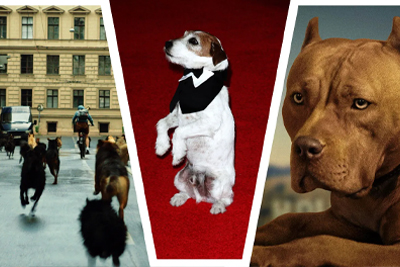 The Best Winners of Palm Dog, the Cannes Award for Canines